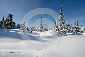 Snow forest photo