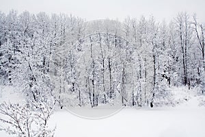 Snow forest