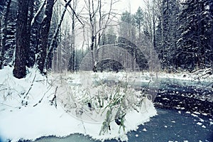 Snow in the forest