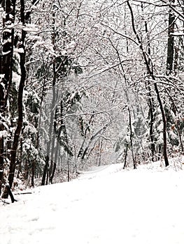 Snow forest alley