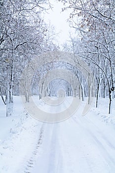 Snow forest alley. Winter park with snow trees and road at white