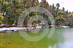 Snow, Forest of Colorful Trees, and Clean Water of Deoria or Deoriya Tal Lake - Beautiful Himalayan Landscape - Uttarakhand, India
