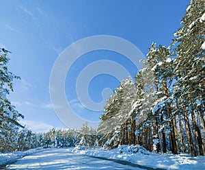 Snow, forest and mountain road or outdoor winter in Canada for environment explore, holiday or cold weather. Woods