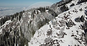 Snow forest in the mountains, above the clouds.