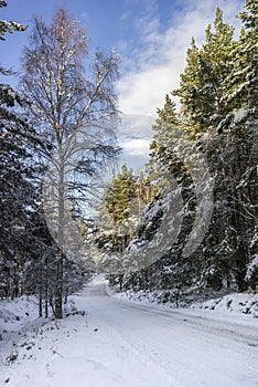 Snow on Forest Road in Winter in the Cairngorms of Scotland.