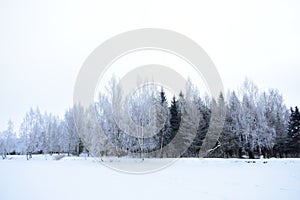 Snow forest on the shore of the emerald lake, landscape Park tree branches in the ice. Frozen pond pond field. Cloudy
