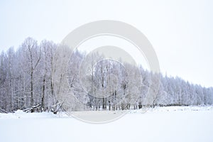 Snow forest on the shore of the pond, landscape Park tree branches in the ice. Frozen pond pond field. Cloudy