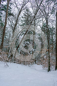 Winter forest in the snow photo
