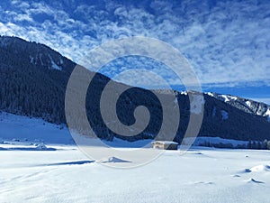 Snow Forest in Winter