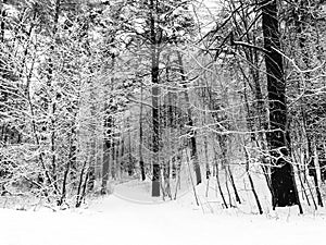 Snow in forest at winter