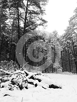 Snow in forest at winter