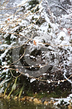 Snow in the forest. Winter nature.