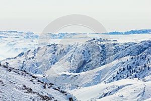 Snow Forest in Winter. The snow-covered Gongnaisi forest in winter