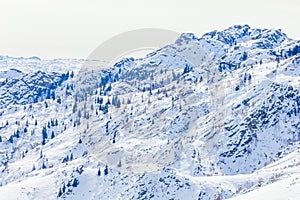 Snow Forest in Winter. The snow-covered Gongnaisi forest in winter