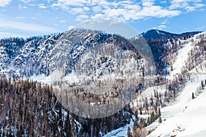 Snow Forest in Winter. The snow-covered Gongnaisi forest in winter