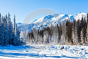 Snow Forest in Winter. The snow-covered Gongnaisi forest in winter