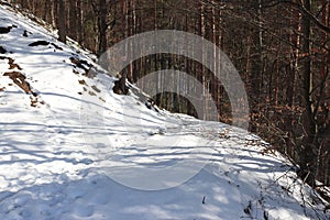 Snow in forest winter photo