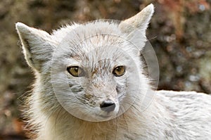 Snow Fox female