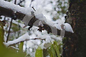 Snow on the fresh tree branches