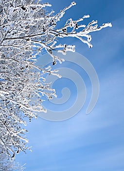 Snow-frost covered branch