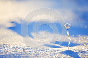 Snow and frost covered grass