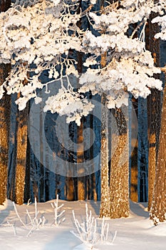 Snow and frost covered pine trees