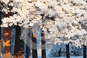 Snow and frost covered pine trees