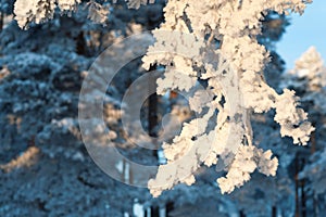 Snow and frost covered pine trees