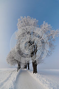 Beautiful winter landscape: Frosty trees in January, Austria. Postcard