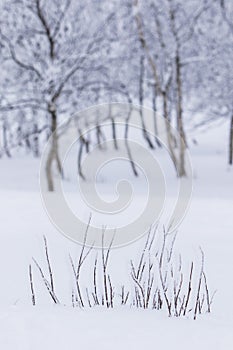 Snow and frost covered trees in a white landscape in BeitostÃ¸len Norway