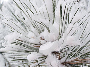 Snow frost on pine tree