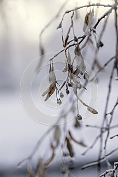 Snow and frost tree in the winter