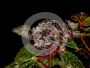 Snow and Frost on Viburnum Davidii Berries