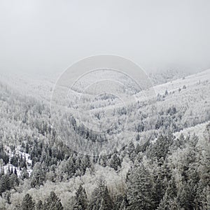 Snow frosted trees line a gentle valley