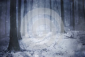 Snow in a frozen dark forest with snowflakes