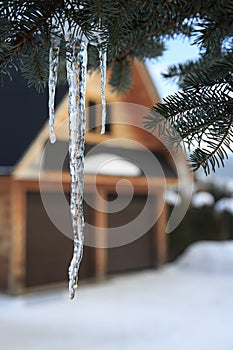 Snow and frozen icicle on conifer tree