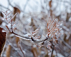 Snow Frozen planet