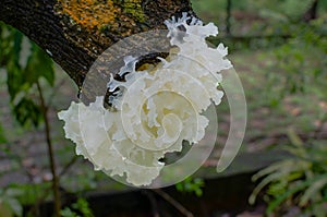 Snow Fungus or Tremella fuciformis