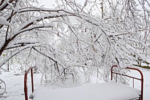 Snow in the garden. The old bed under a tree in the garden. Winter has come