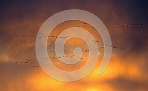 Snow gees flying during sunset in New Mexico