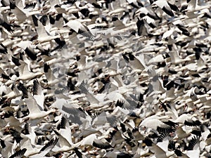 Snow Geese