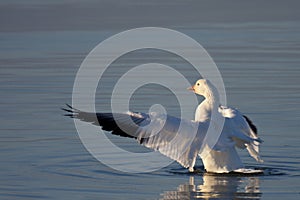 Snow geese