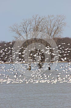 Snow geese