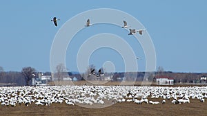 Snow geese