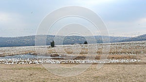 Snow geese