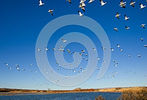 Snow geese