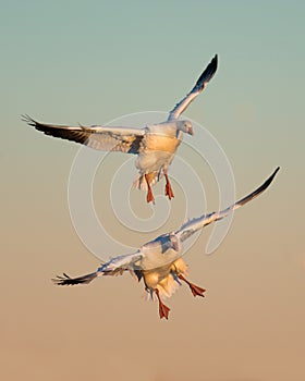 Snow geese