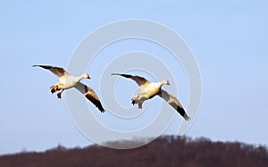 Snow Geese