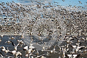 Snow geese