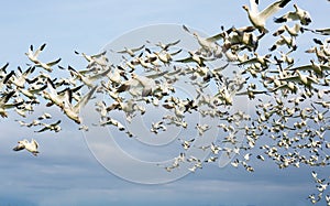 Snow geese